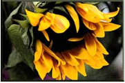 Denver Sunflower